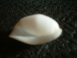 <img250*0:stuff/z/169023/seashellss/i1256083573_40.jpg>