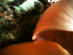 <img250*0:stuff/z/169023/seashellss/i1256083573_41.jpg>