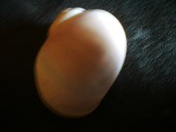 <img250*0:stuff/z/169023/shellsss/i1256083492_1.jpg>