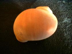 <img250*0:stuff/z/169023/shellsss/i1256083492_2.jpg>