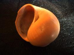 <img250*0:stuff/z/169023/shellsss/i1256083492_3.jpg>