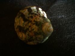 <img250*0:stuff/z/169023/shellsss/i1256083492_4.jpg>