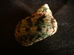 <img250*0:stuff/z/169023/shellsss/i1256083492_5.jpg>