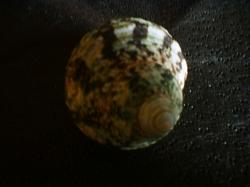 <img250*0:stuff/z/169023/shellsss/i1256083493_10.jpg>