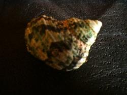 <img250*0:stuff/z/169023/shellsss/i1256083493_11.jpg>