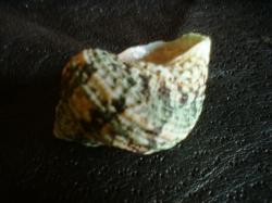 <img250*0:stuff/z/169023/shellsss/i1256083493_12.jpg>