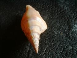 <img250*0:stuff/z/169023/shellsss/i1256083493_13.jpg>