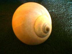 <img250*0:stuff/z/169023/shellsss/i1256083493_14.jpg>