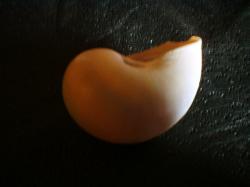 <img250*0:stuff/z/169023/shellsss/i1256083493_15.jpg>