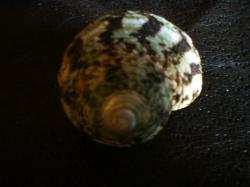 <img250*0:stuff/z/169023/shellsss/i1256083493_16.jpg>