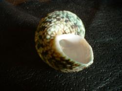 <img250*0:stuff/z/169023/shellsss/i1256083493_17.jpg>