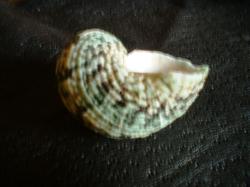 <img250*0:stuff/z/169023/shellsss/i1256083493_18.jpg>