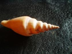 <img250*0:stuff/z/169023/shellsss/i1256083493_19.jpg>