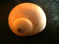 <img250*0:stuff/z/169023/shellsss/i1256083493_20.jpg>