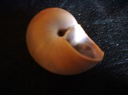 <img250*0:stuff/z/169023/shellsss/i1256083493_21.jpg>