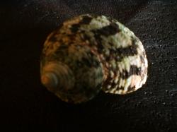 <img250*0:stuff/z/169023/shellsss/i1256083493_22.jpg>