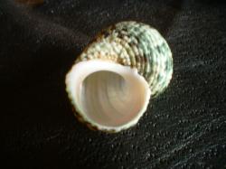<img250*0:stuff/z/169023/shellsss/i1256083493_23.jpg>