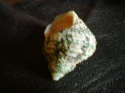 <img250*0:stuff/z/169023/shellsss/i1256083493_6.jpg>
