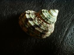 <img250*0:stuff/z/169023/shellsss/i1256083493_7.jpg>