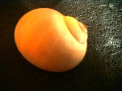 <img250*0:stuff/z/169023/shellsss/i1256083493_8.jpg>
