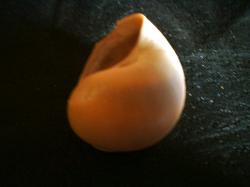 <img250*0:stuff/z/169023/shellsss/i1256083493_9.jpg>