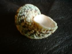 <img250*0:stuff/z/169023/shellsss/i1256083494_24.jpg>