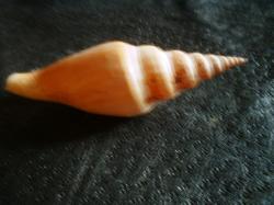<img250*0:stuff/z/169023/shellsss/i1256083494_25.jpg>