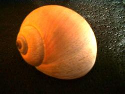 <img250*0:stuff/z/169023/shellsss/i1256083494_26.jpg>