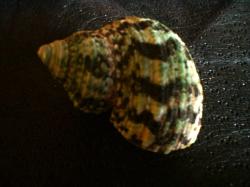 <img250*0:stuff/z/169023/shellsss/i1256083494_28.jpg>