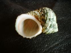<img250*0:stuff/z/169023/shellsss/i1256083494_29.jpg>