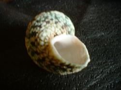 <img250*0:stuff/z/169023/shellsss/i1256083494_30.jpg>