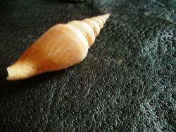 <img250*0:stuff/z/169023/shellsss/i1256083494_31.jpg>