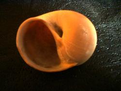 <img250*0:stuff/z/169023/shellsss/i1256083494_32.jpg>