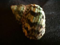 <img250*0:stuff/z/169023/shellsss/i1256083494_34.jpg>