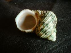 <img250*0:stuff/z/169023/shellsss/i1256083494_35.jpg>