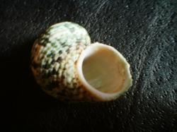 <img250*0:stuff/z/169023/shellsss/i1256083494_36.jpg>
