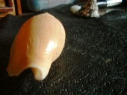 <img250*0:stuff/z/169023/shellsss/i1256083494_37.jpg>