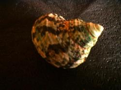 <img250*0:stuff/z/169023/shellsss/i1256083494_39.jpg>