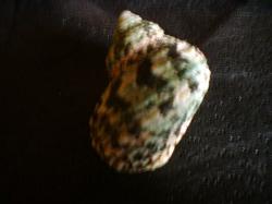 <img250*0:stuff/z/169023/shellsss/i1256083494_40.jpg>
