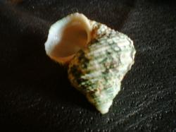 <img250*0:stuff/z/169023/shellsss/i1256083495_41.jpg>