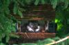 <img100*0:stuff/z/169023/squirrel./i1279904402_1.jpg>