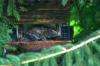 <img100*0:stuff/z/169023/squirrel./i1279904402_13.jpg>