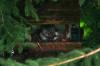 <img100*0:stuff/z/169023/squirrel./i1279904402_14.jpg>
