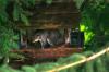<img100*0:stuff/z/169023/squirrel./i1279904402_4.jpg>