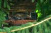 <img100*0:stuff/z/169023/squirrel./i1279904402_7.jpg>