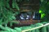 <img100*0:stuff/z/169023/squirrel./i1279904402_8.jpg>