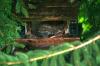 <img100*0:stuff/z/169023/squirrel./i1279904403_17.jpg>