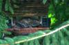 <img100*0:stuff/z/169023/squirrel./i1279904403_19.jpg>