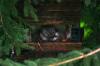 <img100*0:stuff/z/169023/squirrel./i1279904403_20.jpg>