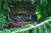 <img100*0:stuff/z/169023/squirrel./i1279904403_25.jpg>